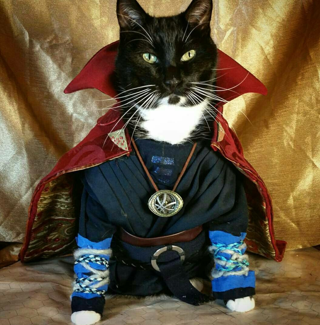 costumes and cosplay - dr strange cat