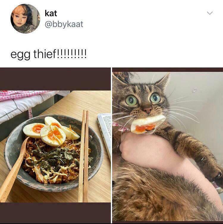 cat stealing food - kat egg thief!!!!!!!!!