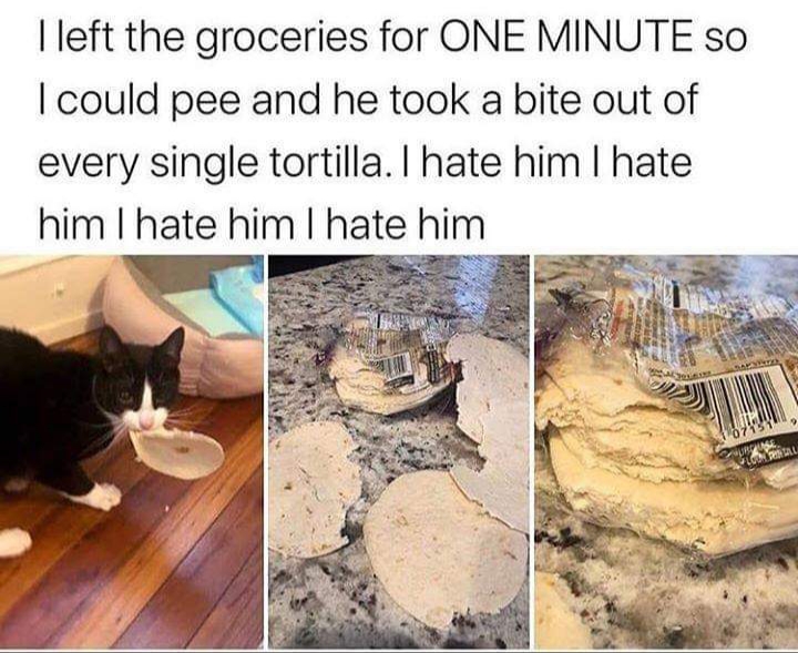 I left the groceries for One Minute So I could pee and he took a bite out of every single tortilla. I hate him I hate him I hate him I hate him 2 107131