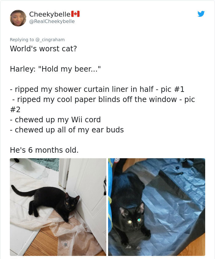 cat - Cheekybellel World's worst cat? Harley "Hold my beer..." ripped my shower curtain liner in half pic ripped my cool paper blinds off the window pic chewed up my Wii cord chewed up all of my ear buds He's 6 months old.
