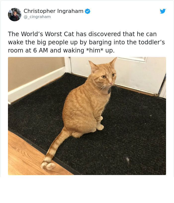 world's worst cats - Christopher Ingraham The World's Worst Cat has discovered that he can wake the big people up by barging into the toddler's room at 6 Am and waking him up.