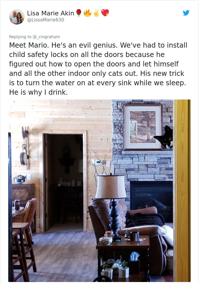 interior design - Lisa Marie Akin 630 Meet Mario. He's an evil genius. We've had to install child safety locks on all the doors because he figured out how to open the doors and let himself and all the other indoor only cats out. His new trick is to turn t