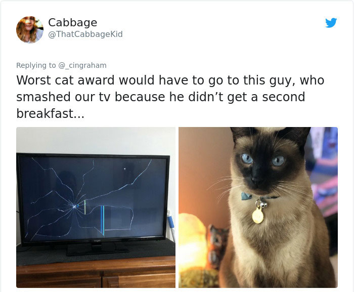 cat - Cabbage Worst cat award would have to go to this guy, who smashed our tv because he didn't get a second breakfast...