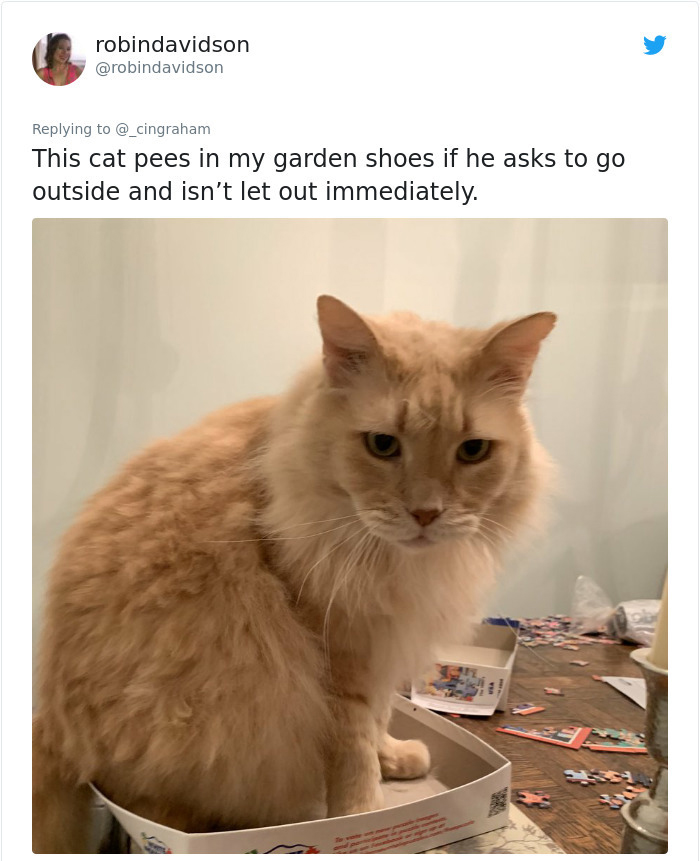 photo caption - robindavidson This cat pees in my garden shoes if he asks to go outside and isn't let out immediately.