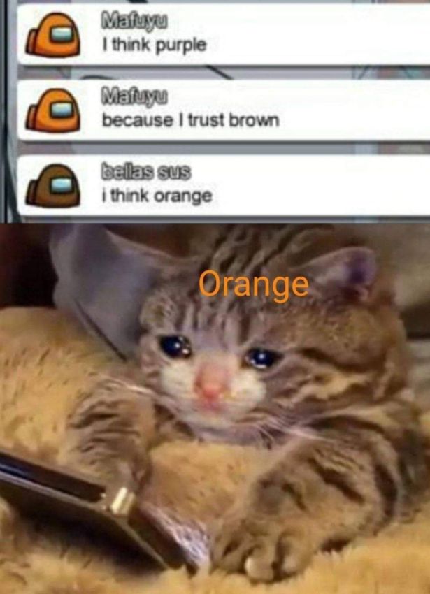 sad kitty meme - Mafuyu I think purple Matuyu because I trust brown belas sus I think orange Orange