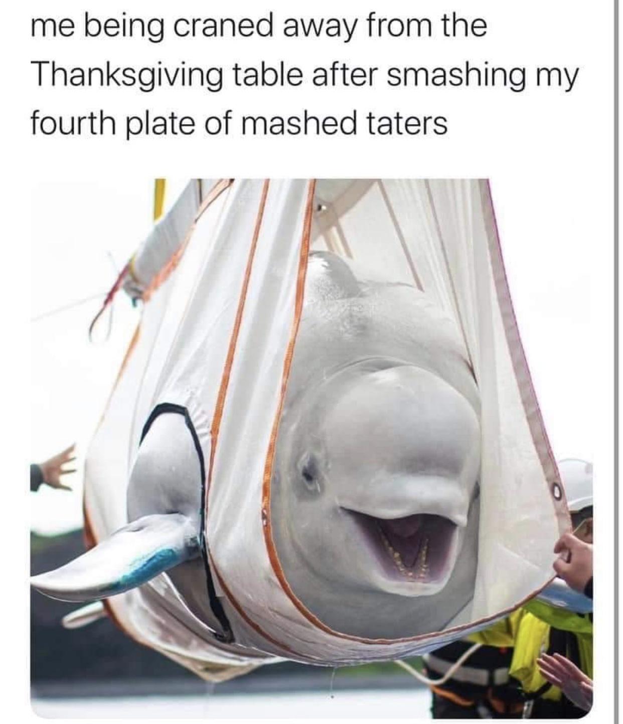 beluga whale rescue china - me being craned away from the Thanksgiving table after smashing my fourth plate of mashed taters