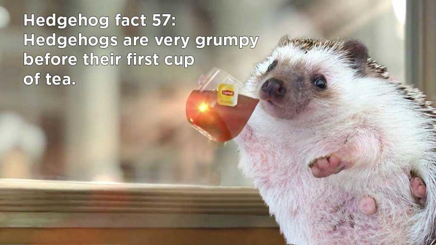 patrick mahomes kermit gif - Hedgehog fact 57 Hedgehogs are very grumpy before their first cup of tea.