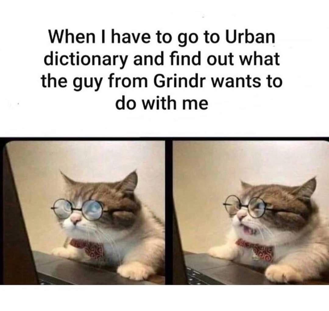 cat computer meme - When I have to go to Urban dictionary and find out what the guy from Grindr wants to do with me