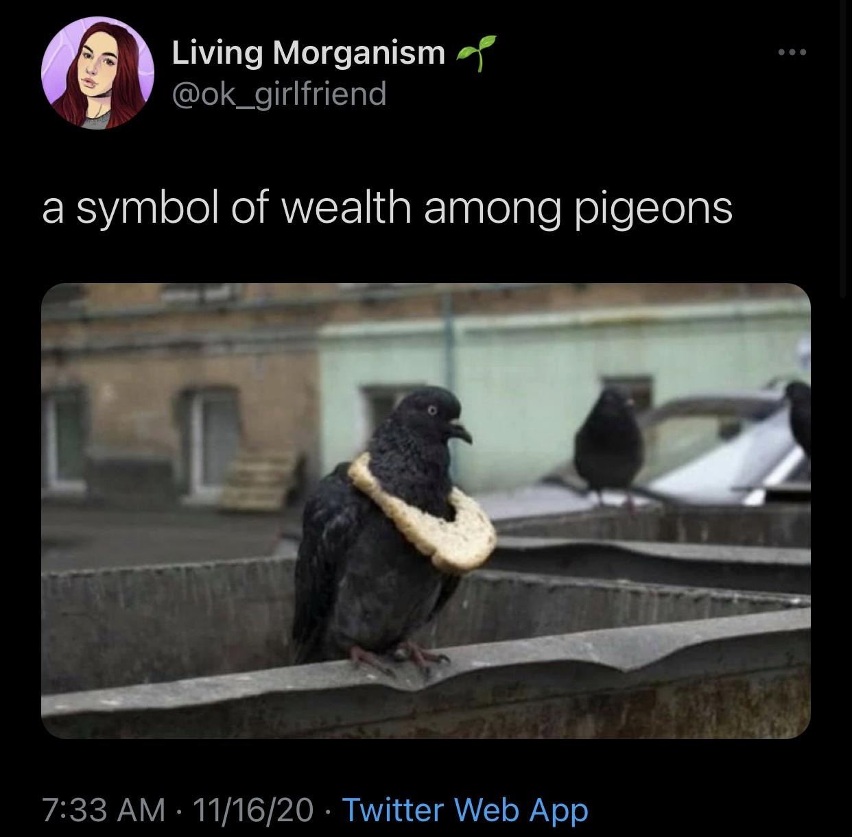 pigeon with bread necklace meme - Living Morganisma a symbol of wealth among pigeons 111620 Twitter Web App