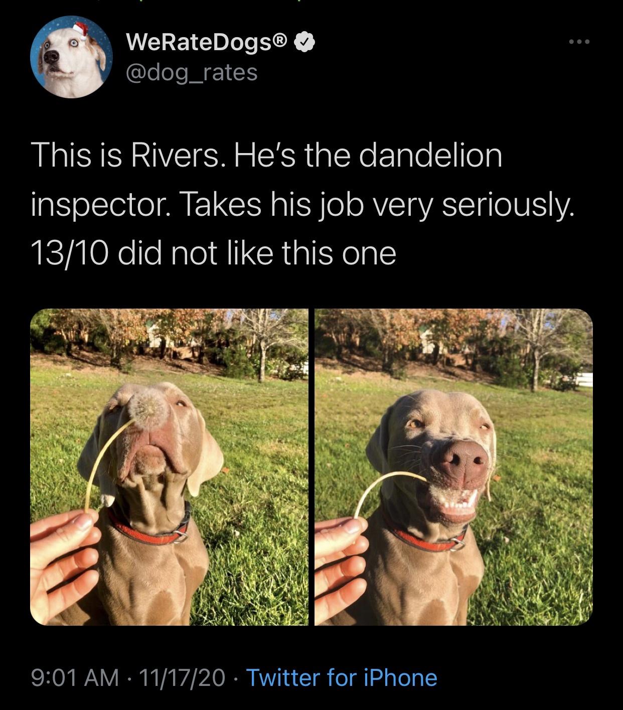 photo caption - WeRateDogs This is Rivers. He's the dandelion inspector. Takes his job very seriously. 1310 did not this one 111720 Twitter for iPhone