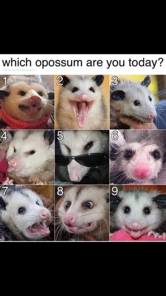 possum are you today - which opossum are you today? 2 3 4 5 Od 7 8 9