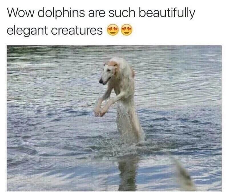 loch ness monster dog - Wow dolphins are such beautifully elegant creatures