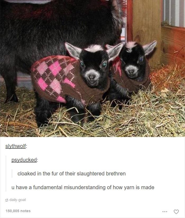 animal funny - slythwolf psyducked cloaked in the fur of their slaughtered brethren u have a fundamental misunderstanding of how yarn is made dailygoat 150,005 notes