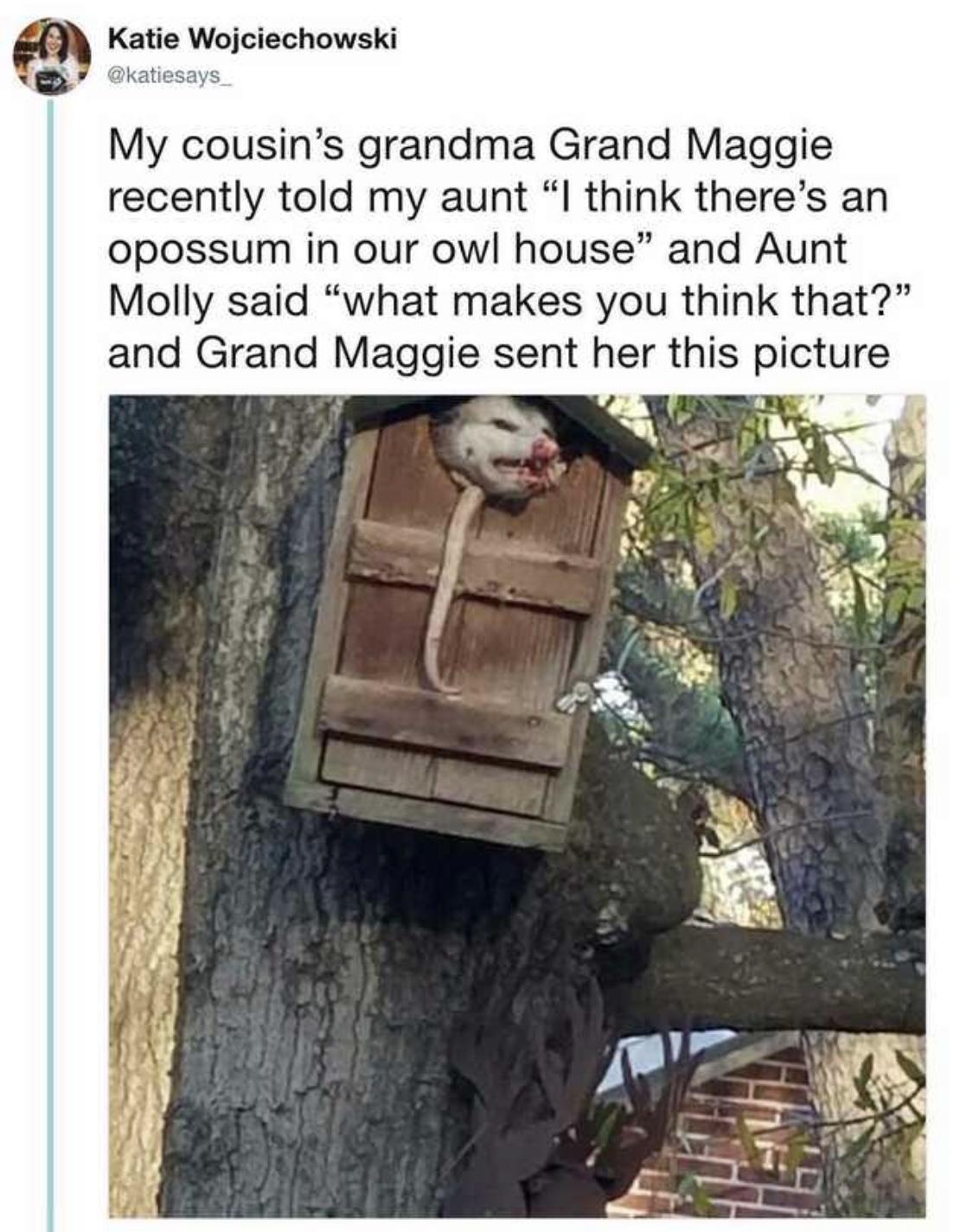 wholesome possum memes - Katie Wojciechowski My cousin's grandma Grand Maggie recently told my aunt "I think there's an opossum in our owl house" and Aunt Molly said "what makes you think that? and Grand Maggie sent her this picture