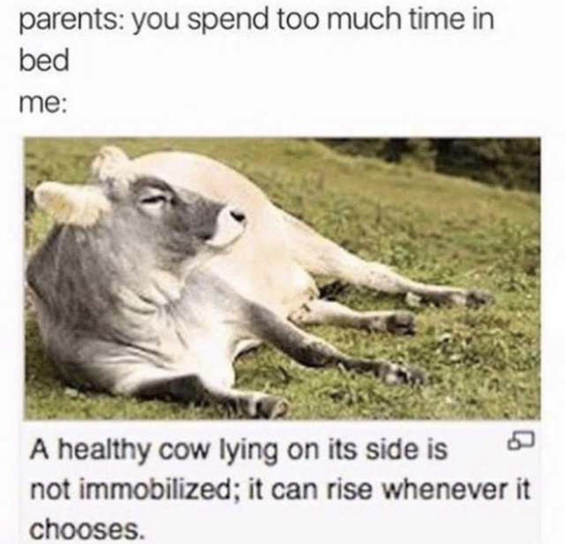 healthy cow lying on its side - parents you spend too much time in bed me A healthy cow lying on its side is not immobilized; it can rise whenever it chooses.