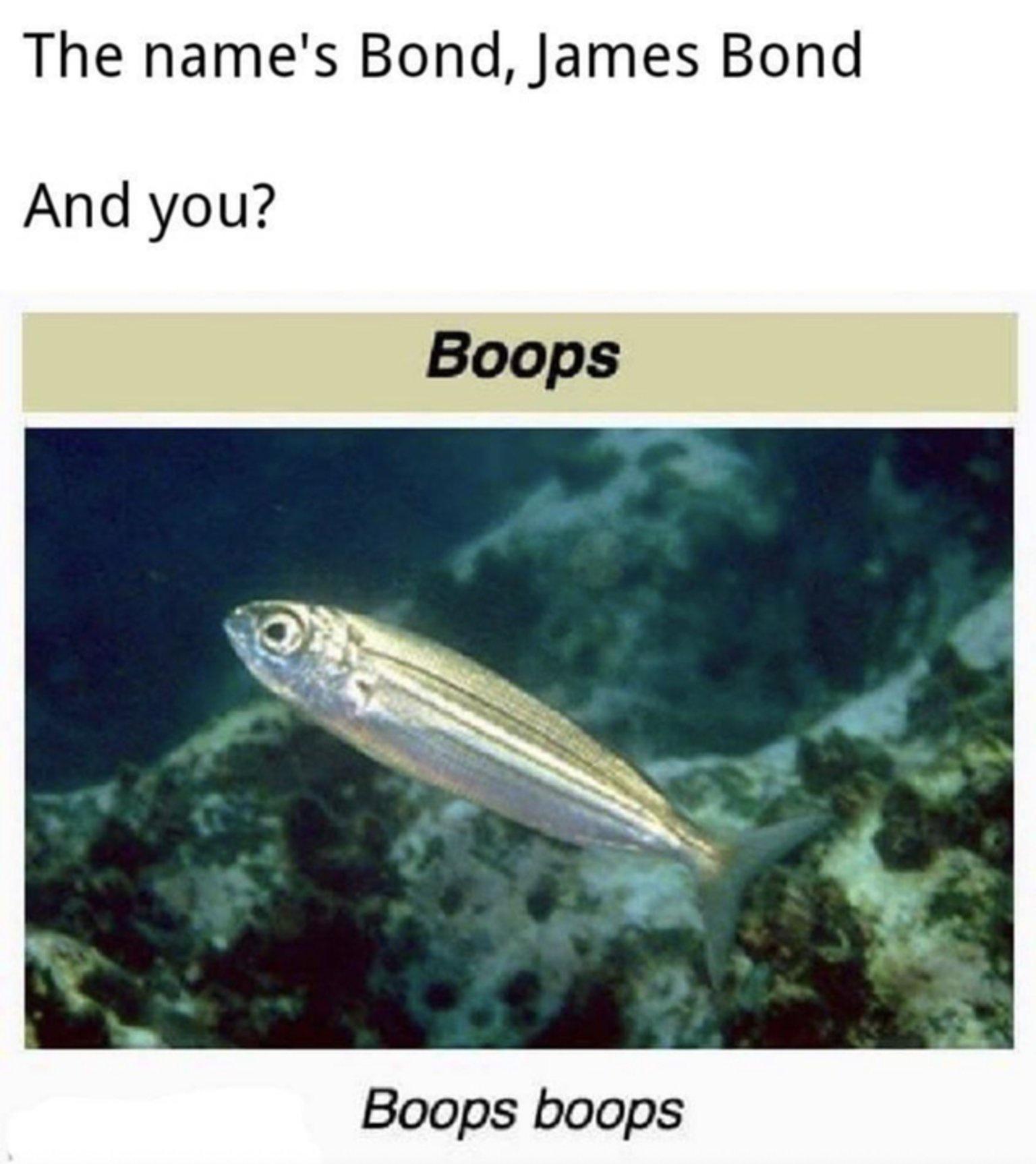 names boops boops boops - The name's Bond, James Bond And you? Boops Boops boops