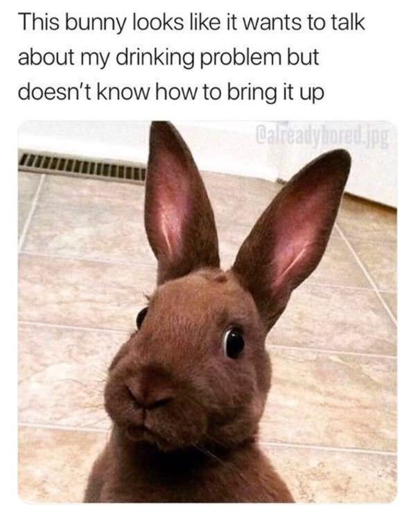 bunny reactions - This bunny looks it wants to talk about my drinking problem but doesn't know how to bring it up Calready lorejpg
