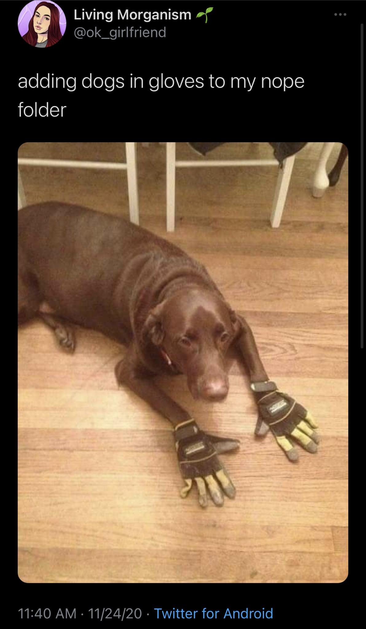 animal wearing gloves - Living Morganism adding dogs in gloves to my nope folder Pu 112420 Twitter for Android