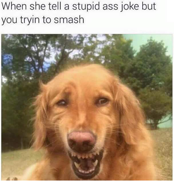wheezing dog meme - When she tell a stupid ass joke but you tryin to smash