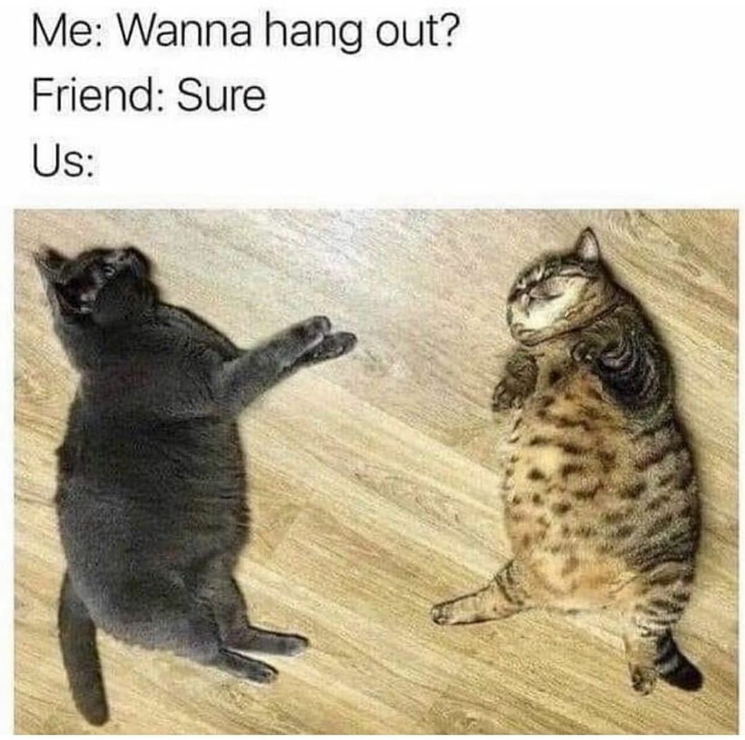 cat memes clean 2019 - Me Wanna hang out? Friend Sure Us