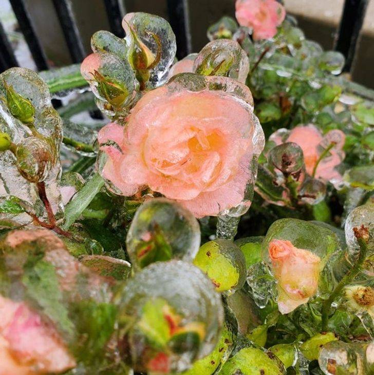 cool winter pics - frozen pink roses