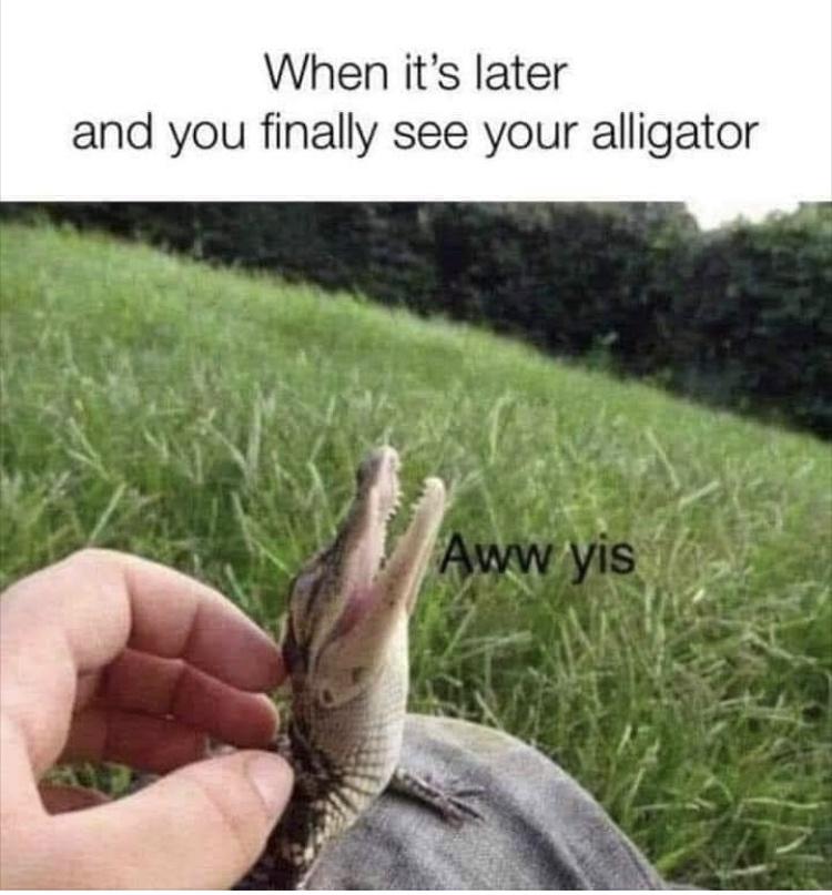 it's later and you finally see your alligator - When it's later and you finally see your alligator Aww yis