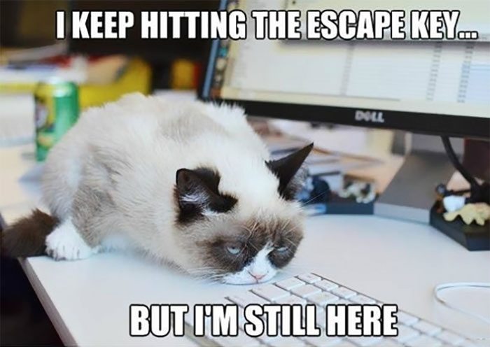 grumpy cat escape key - I Keep Hitting The Escape Key. Doll & But I'M Still Here