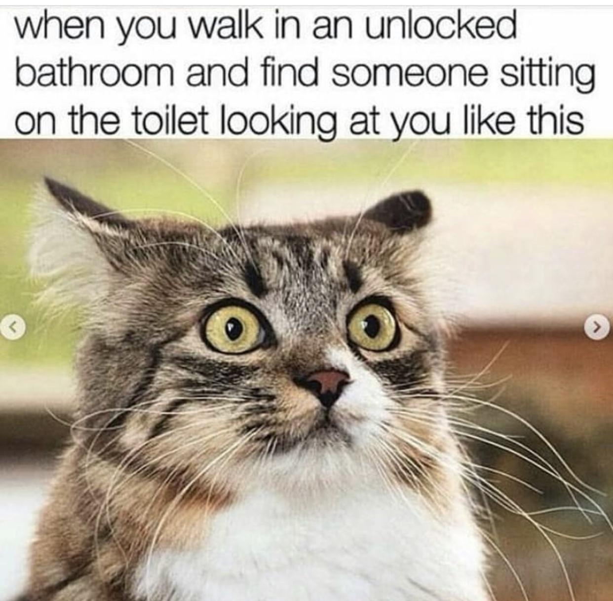 animal night time memes - when you walk in an unlocked bathroom and find someone sitting on the toilet looking at you this