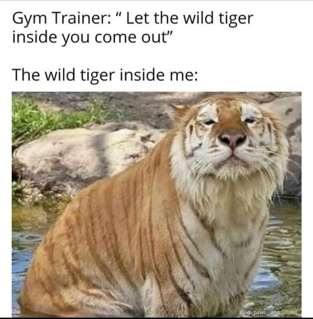 wild tiger inside of me - Gym Trainer " Let the wild tiger inside you come out" The wild tiger inside me Ig @ paws. and claws