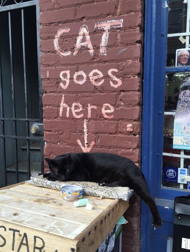 cat - Cat goes here Cal Mov We Con Sust 0 Shop Smara I. Friskies Star