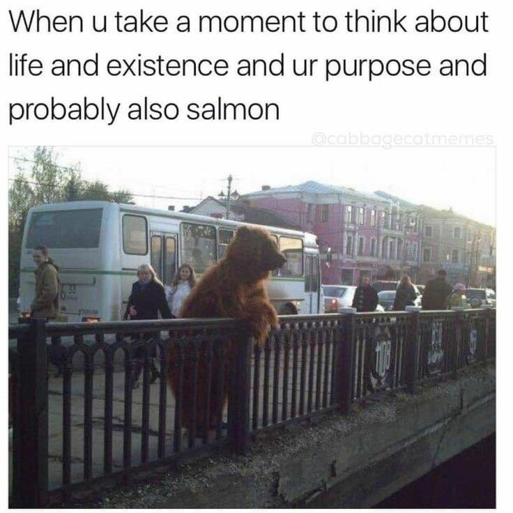 meanwhile in russia bear - When u take a moment to think about life and existence and ur purpose and probably also salmon .memes