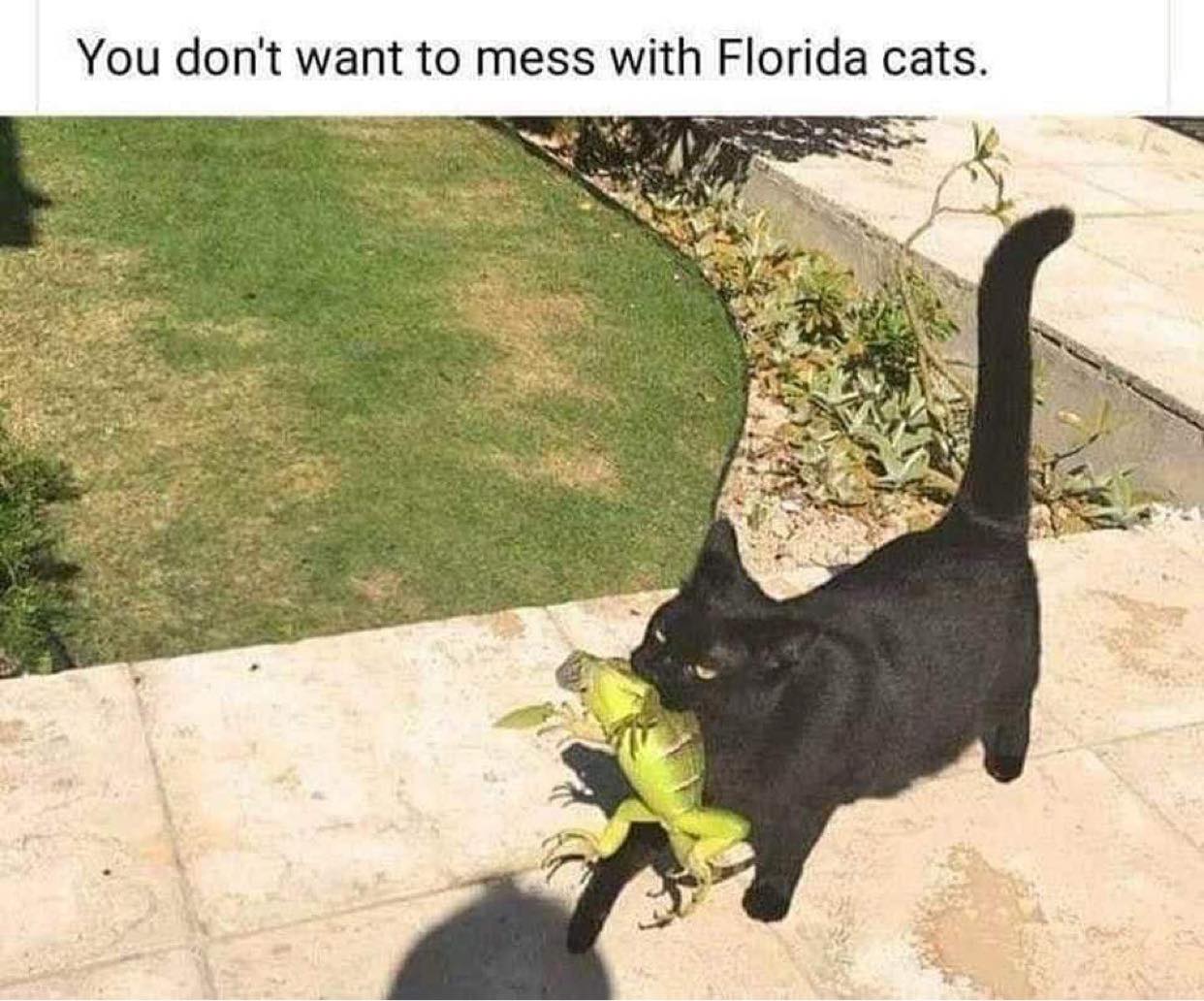 cats and lizards - You don't want to mess with Florida cats. .