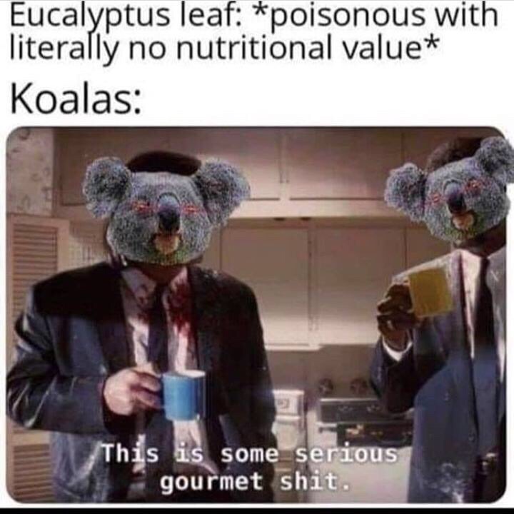 pineapple juice meme - Eucalyptus leaf poisonous with literally no nutritional value Koalas This is some serious gourmet shit.