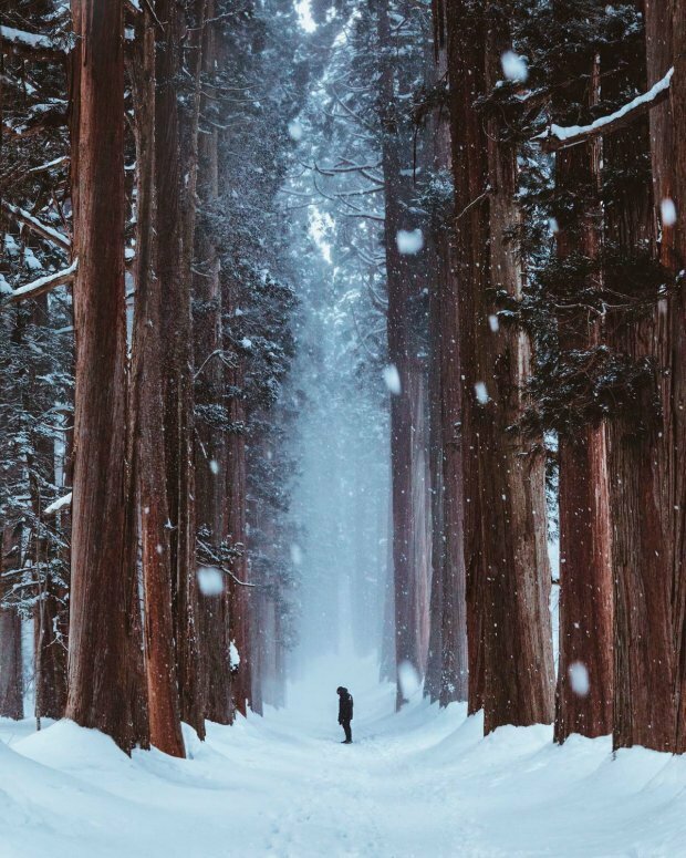 nagano forest winter