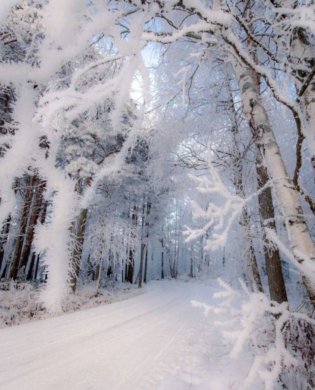 frozen forest finland