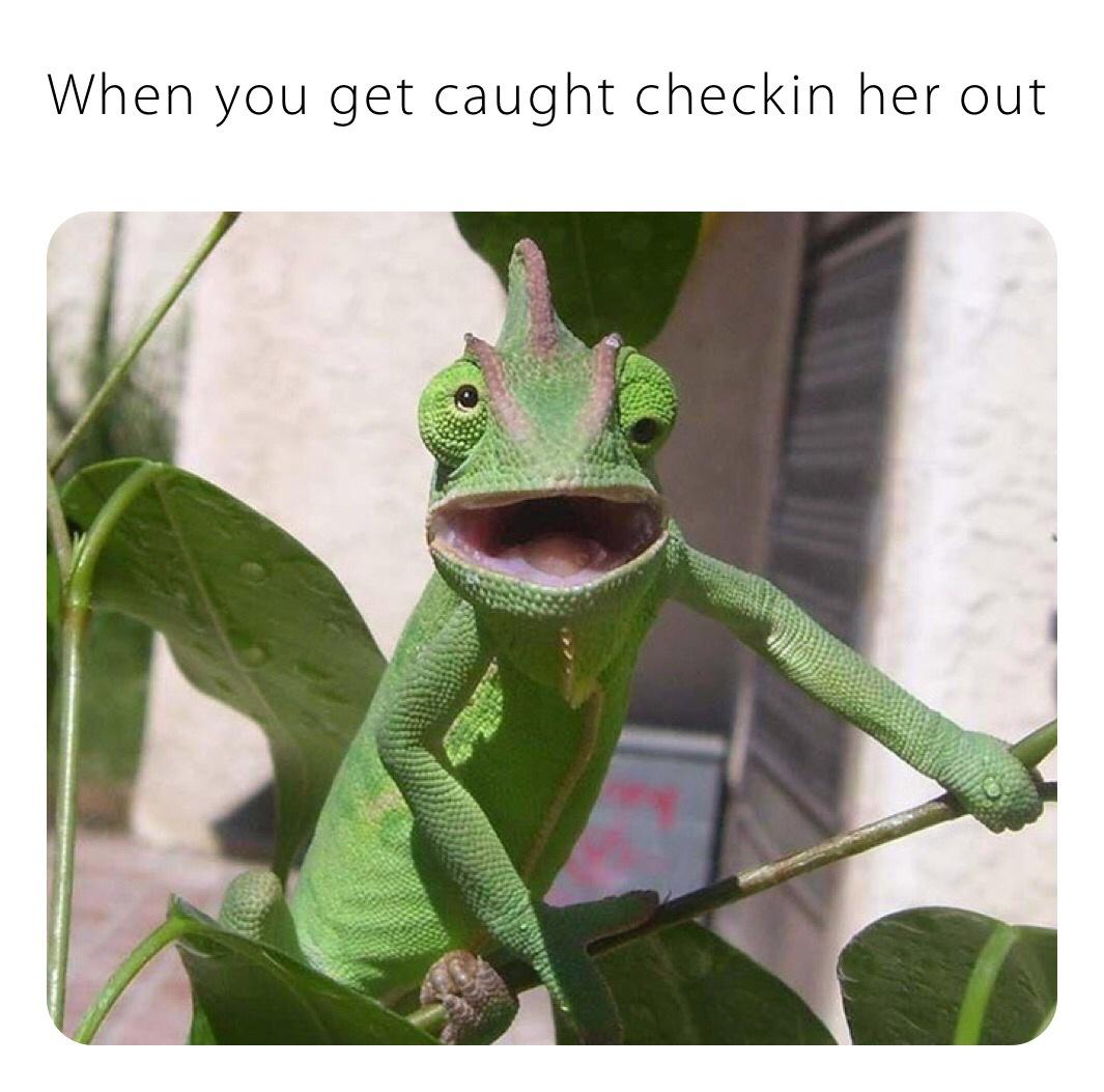 chamäleon funny - When you get caught checkin her out