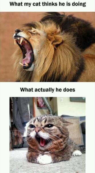 cat lion meme - What my cat thinks he is doing What actually he does