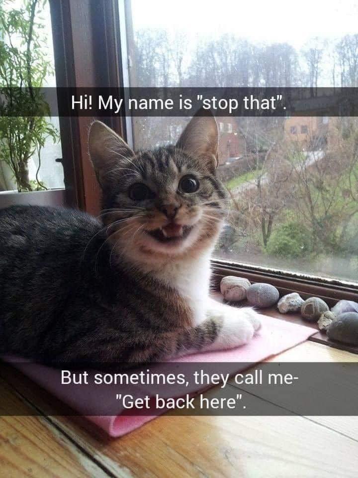 cute cat memes - Hi! My name is "stop that". But sometimes, they call me "Get back here".