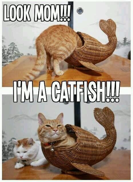 funny cat fish - Look Momw I'M A Catfish!!!