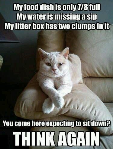 funny feel better memes - My food dish is only 78 full My water is missing a sip My litter box has two clumps in it You come here expecting to sit down? Think Again