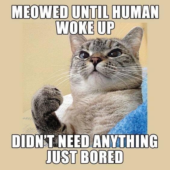 funny cat memes - Meowed Until Human Woke Up Didn'T Need Anything Just Bored