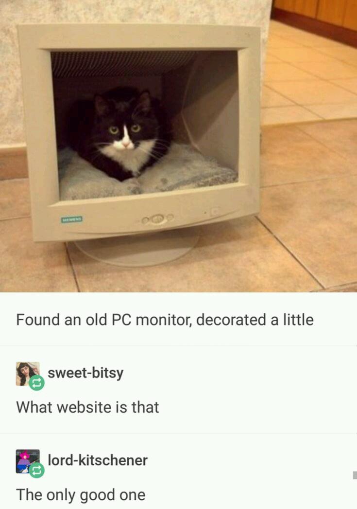 cat in a computer - Found an old Pc monitor, decorated a little sweetbitsy What website is that lordkitschener The only good one