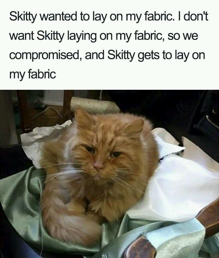 memes cat shaming - Skitty wanted to lay on my fabric. I don't want Skitty laying on my fabric, so we compromised, and Skitty gets to lay on my fabric