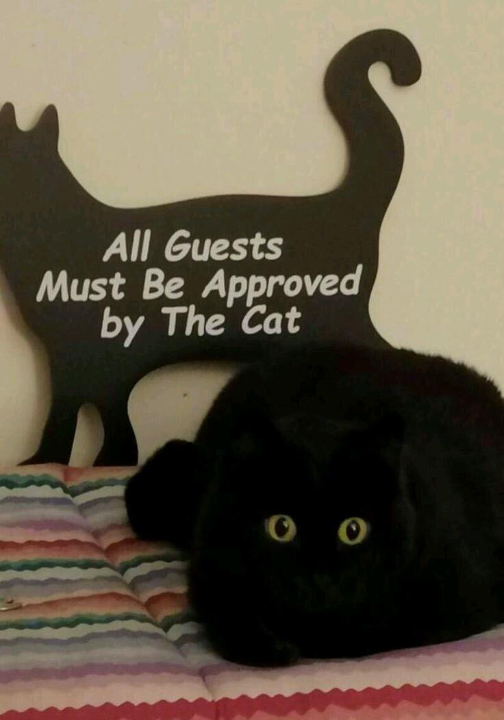 council with decide your fate cats - All Guests Must Be Approved by The Cat