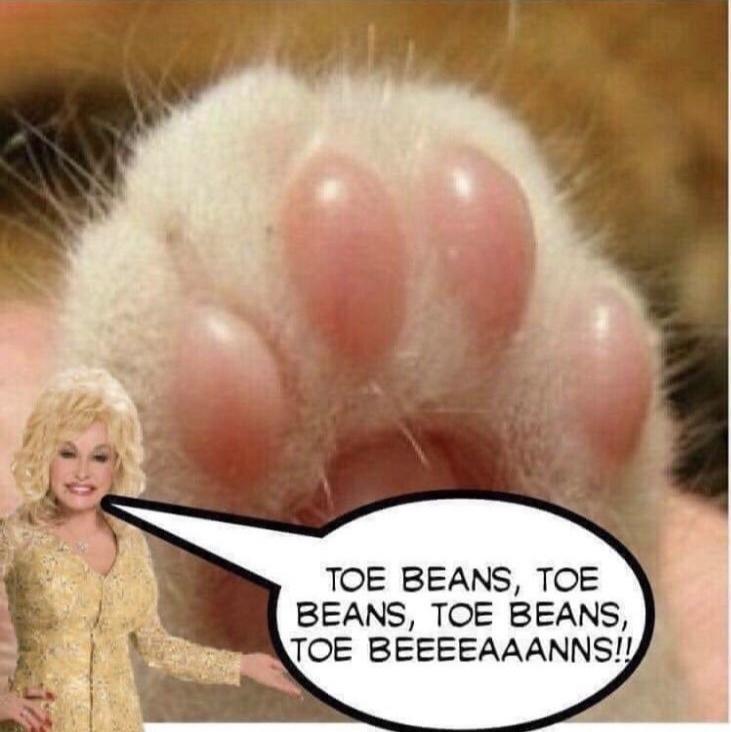 toe beans meme - Toe Beans, Toe Beans, Toe Beans, Toe Beeeeaaanns!!