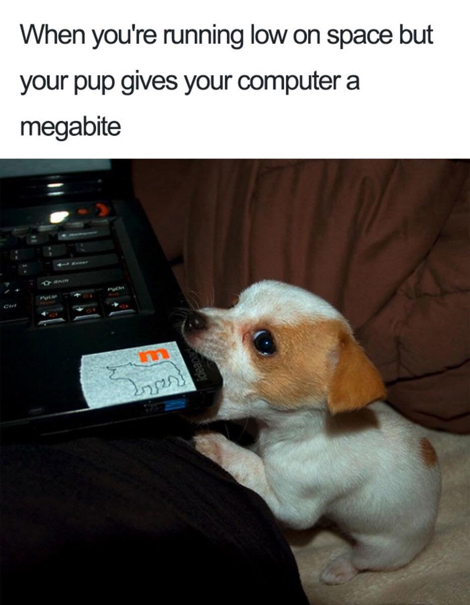 cute doggo memes - When you're running low on space but your pup gives your computer megabite Cet m