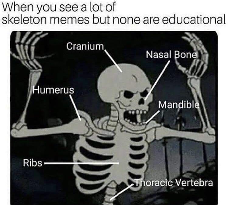 skeleton memes - When you see a lot of skeleton memes but none are educational Cranium Nasal Bone Humerus Mandible 200 Ribs Thoracic Vertebra