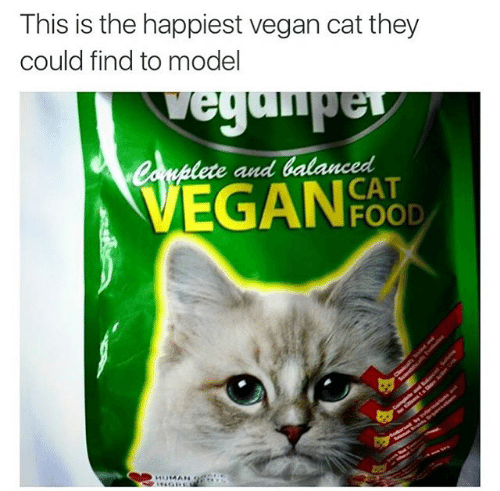 vegan cat meme - This is the happiest vegan cat they could find to model vequiper Complete and balanced Cat Vegan Fate Har