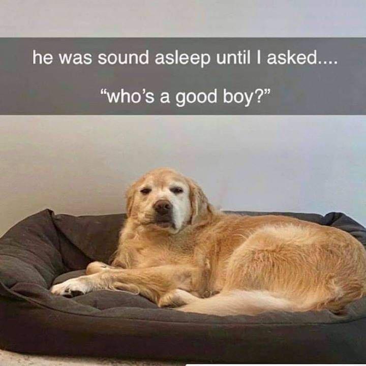 adorable memes - he was sound asleep until I asked.... "who's a good boy?"