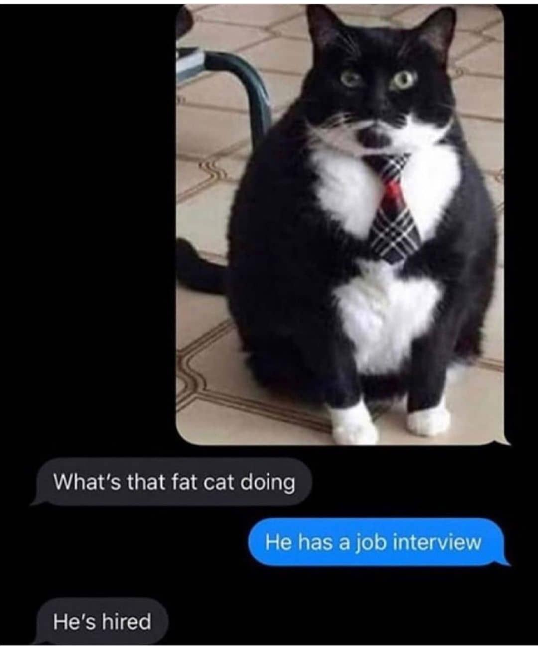 what's that fat cat doing - What's that fat cat doing He has a job interview He's hired